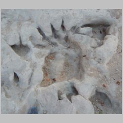 DSCN0962-cr-several overlapping.jpg